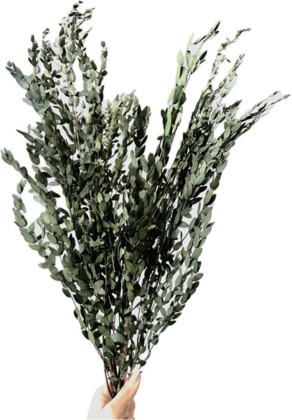 Stabilizovaný eukalyptus PARVIFOLIA, svazek zelených větviček