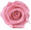Stabilizovaná růže KIARA XL bridal pink (hlava)