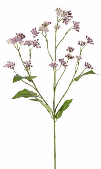 Sadec nachový/Eupatorium, fialové hebké květy, více větviček s listy, 80cm