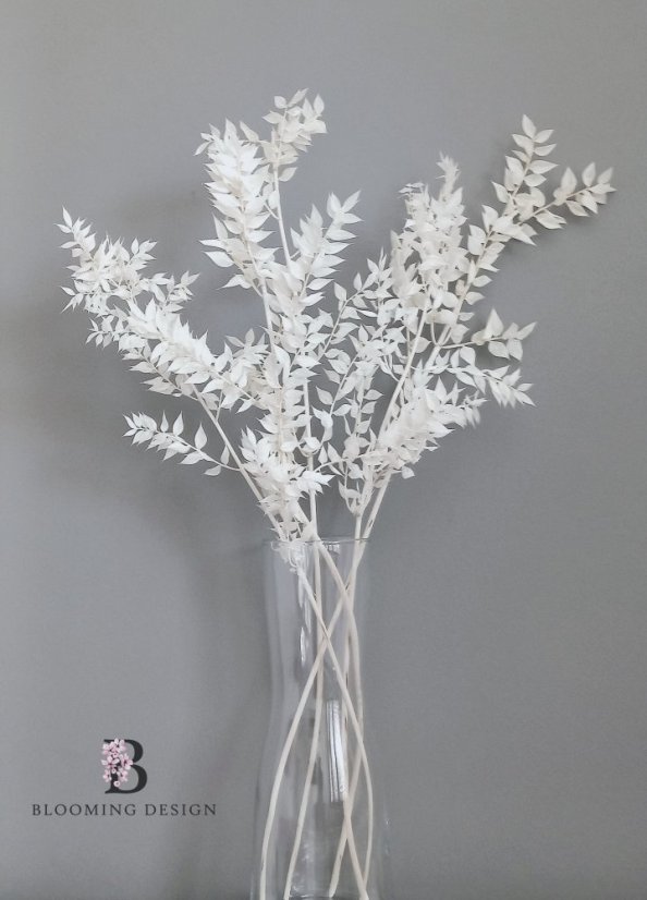 Stabilizovaný ruskus (ruscus) kytice/svazek bělený Stabilizovaný ruskus (ruscus) kytice/svazek bělený
