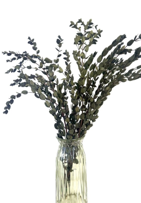 Stabilizovaný eukalyptus PARVIFOLIA, zväzok zelených vetvičiek