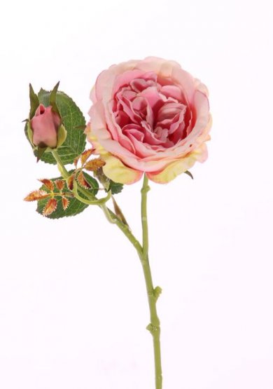 Růže plnokvětá s listy a poupě starorůžová, 39cm