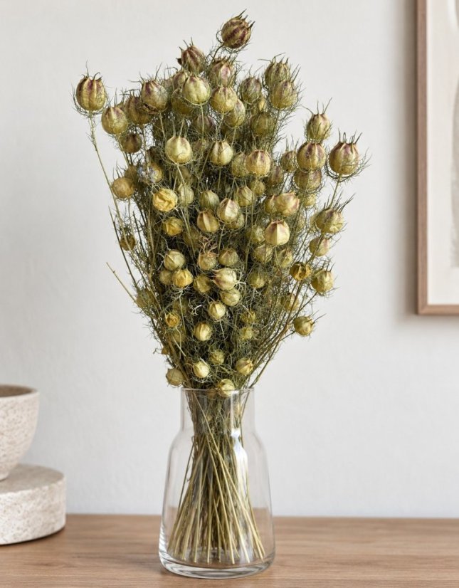 Sušená černuška (Nigella) prírodná zväzok