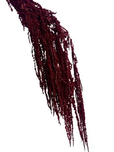 Stabilizovaný amarant převislý, svazek BURGUNDY vínový