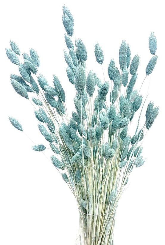 Sušený phalaris kytice/svazek azurový