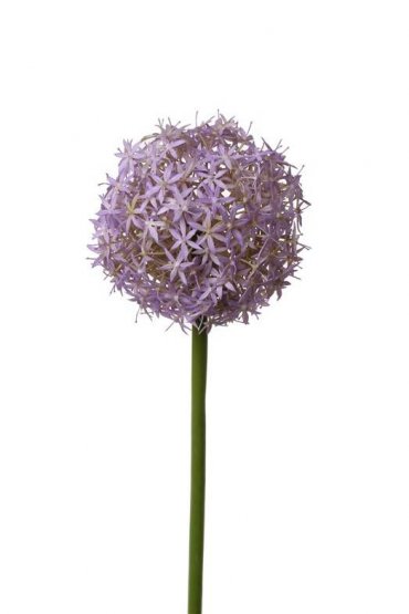 Allium/Okrasný česnek XL LILA, Ø 12cm, 76cm