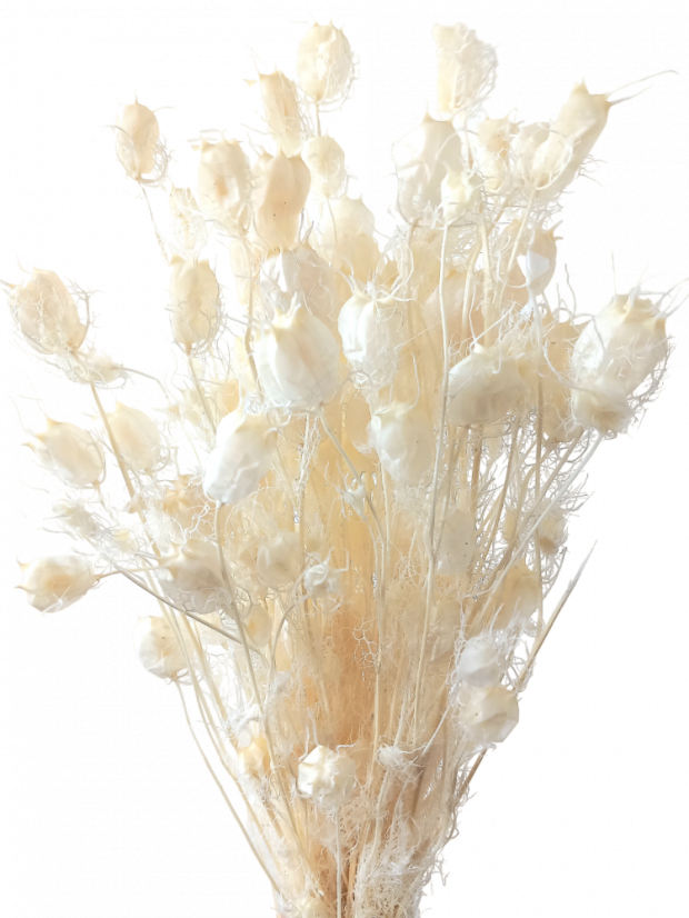 Stabilizovaná černuška (Nigella) bielená zväzok/kytica - Balenie: 50g Stabilizovaná černuška (Nigella) bielená zväzok/kytica - Balenie: 50g