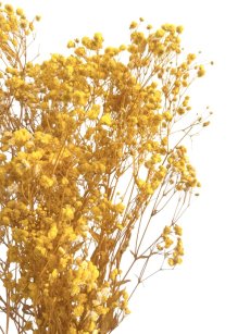 Nevěstin závoj/stabilizovaná Gypsophila zväzok/kytica SYTO ŽLTÁ