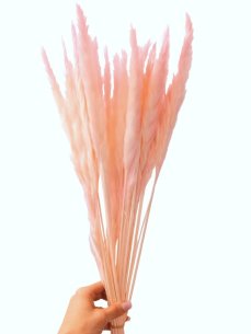 Pluma svetlo ružová sušená dekoratívna tráva zväzok 20ks