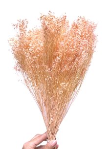 Sušený Broom Bloom svetlo ružový, kytica/zväzok