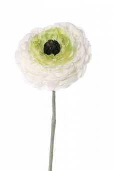 Ranunkulus / živičník kvet Ø8cm, hebká stonka bez listov 36cm   BIELY