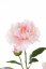 Pivonka svetlo ružová 'real touch' umelá 2 kvety (Ø 13 a Ø 10cm) , 1 púčik, 73cm