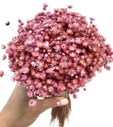 Sušená marcela LILAC/VIOLET, kytice/svazek 50g