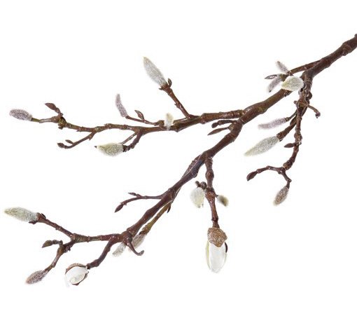 Magnolie umělá větev s pupeny (kočičky) a poupaty, 71cm