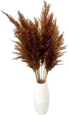 Sušená pampová tráva (pampas) hnedá 10ks, 50-60cm