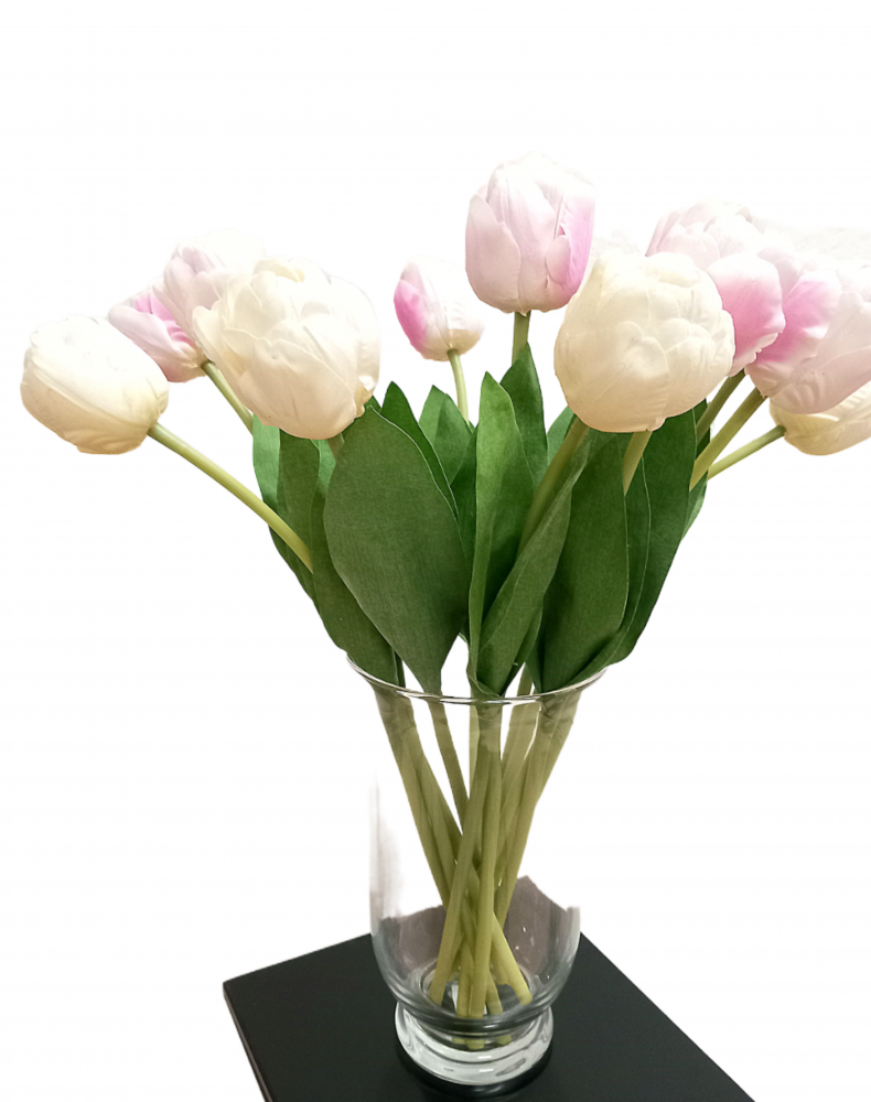 tulipán