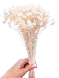 Sušená kvetina Hill Flower bielená zväzok