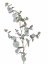 Větvička eukalyptu, jemné detaily, jako opravdový, precizní zpracování listů, 86cm