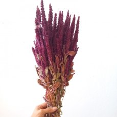Sušený amarant (Amaranthus) kytice/zväzok bordó