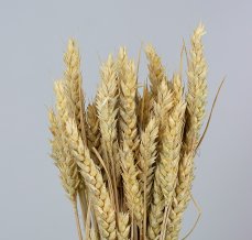 Sušená pšenice přírodní béžová svazek