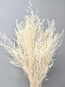 Limonium/Limonka stabilizovaná bielená zväzok