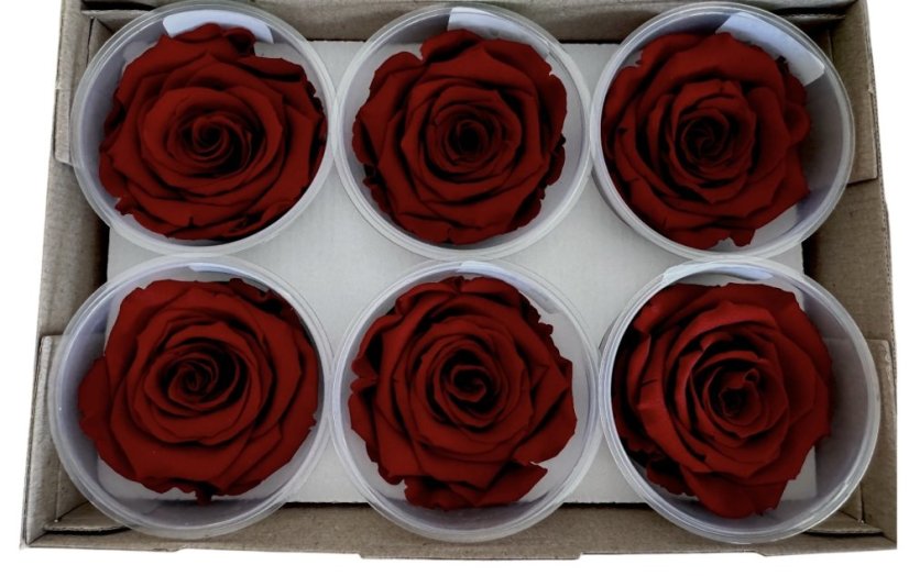 Stabilizovaná ruža Rose Amor XL vinová/bordová (hlava)