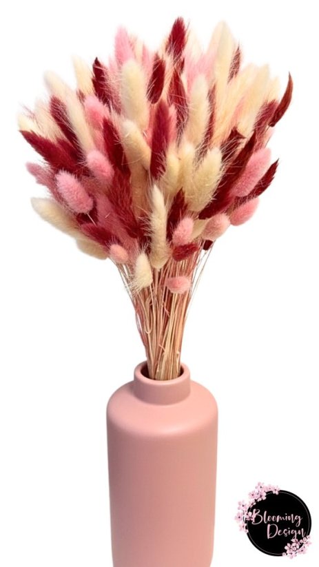 Sušená kytica 100ks zajačieho chvostíka, vínová/pink/biela