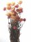 Helichrysum/slaměnka lososový odstín, svazek 70g