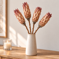 Sušená protea OBTUSIFOLIA balení