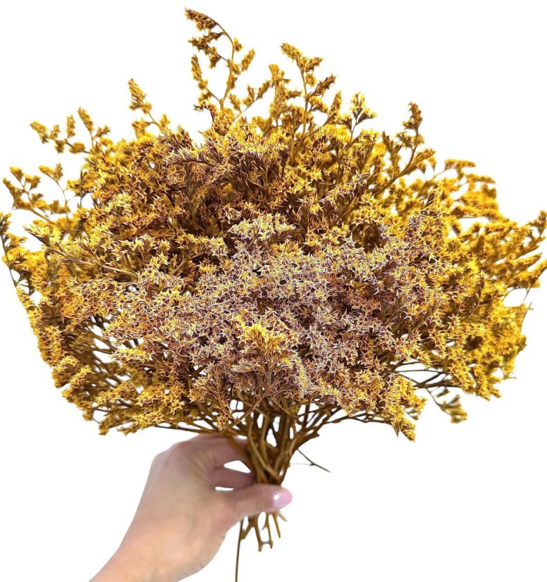 Statice tatarika hořčicová svazek - Balení: 100g