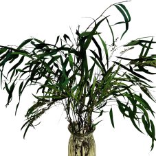 Stabilizovaný eukalyptus Willow s plody, kytica/zväzok 100g