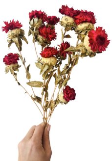 Helichrysum, slamienka červená