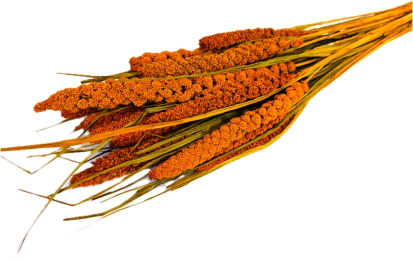 Setária sušená oranžová (Setaria Italica), zväzok - Balenie: 150g
