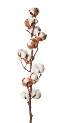 Sušený bavlník větvička 10-11 květů