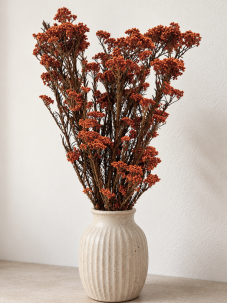 Stabilizovaný ozothamnus diosmi oranžový/terracotta svazek