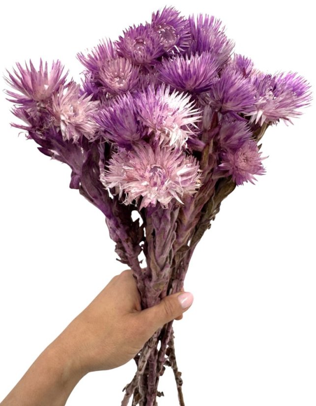 Helichrysum vestitum, slaměnka fialová, svazek