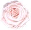 Stabilizovaná ruža Rose Amor XL svetlo ružová/pale pink (hlava)