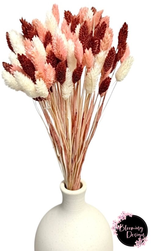 Sušená kytica 100g sušený Phalaris, bielený/ružový/vínový