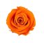 Stabilizovaná ruža Rose Amor M+ oranžová (hlava)