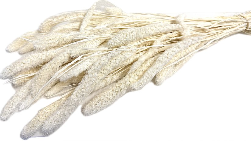 Setárie sušená bělená, svazek - Balení: 150g