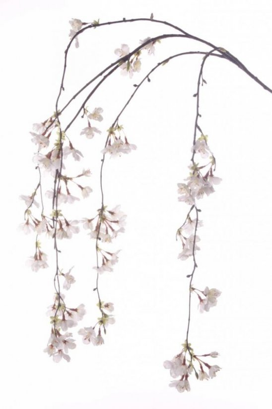 Previsnutá čerešňová vetva 120cm, biele kvety