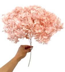 Stabilizovaná hortenzie CABEZA pastelově růžová, soft pink XL