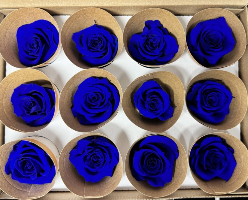 Stabilizovaná ruža Rose Amor M+ tmavo modrá/indigo blue (hlava)
