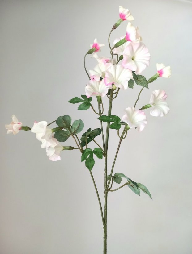 Pupenec bieloružový, 15 kvetov, 63cm