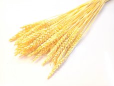 Sušená pšenica pastelovo žltá zväzok