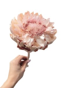 Sušený artičok XL svetlo ružový nádych 30-40cm, kvet Ø 10-12cm