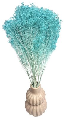 Sušený Broom Bloom azurový, kytice/svazek