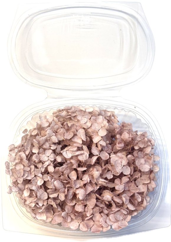 Stabilizovaná hortenzie CABEZA sepia rose/starorůžová KVĚTY 10g