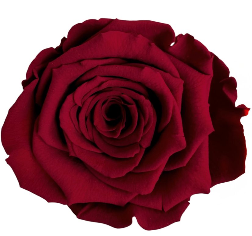 Stabilizovaná ruža Rose Amor XL vinová/bordová (hlava)
