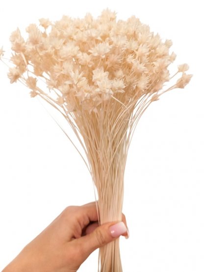 Sušená kvetina Hill Flower bielená zväzok 50g
